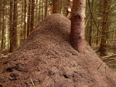 Ameisenhaufen Ameisenhaufen