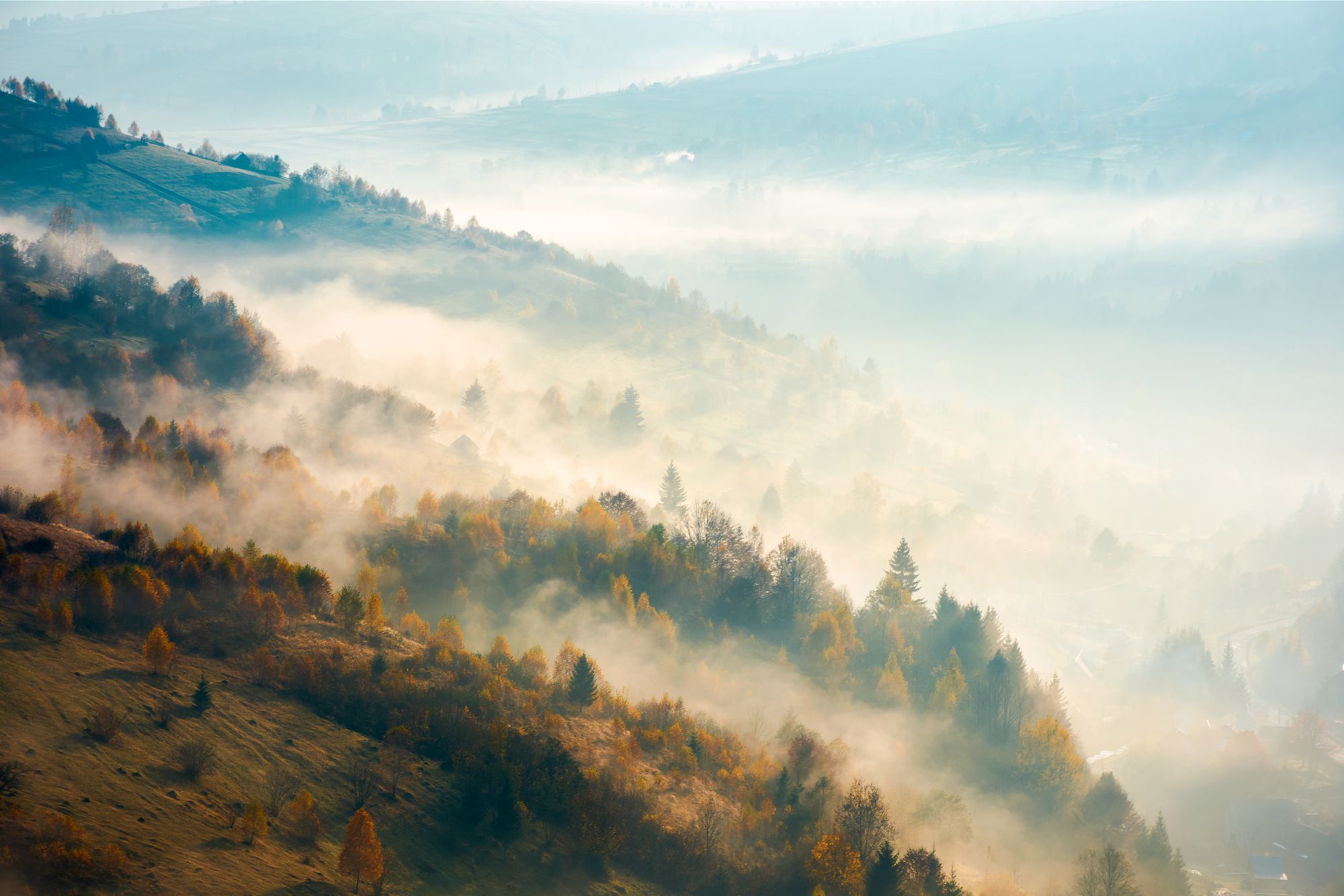 Waldlandschaft im Nebel (Foto: Pellinni/stock.adobe.com) Waldlandschaft im Nebel: Das Bild steht sinnbildlich für den Schwerpunkt "Wald im Wandel". (Foto: Pellinni/stock.adobe.com)
