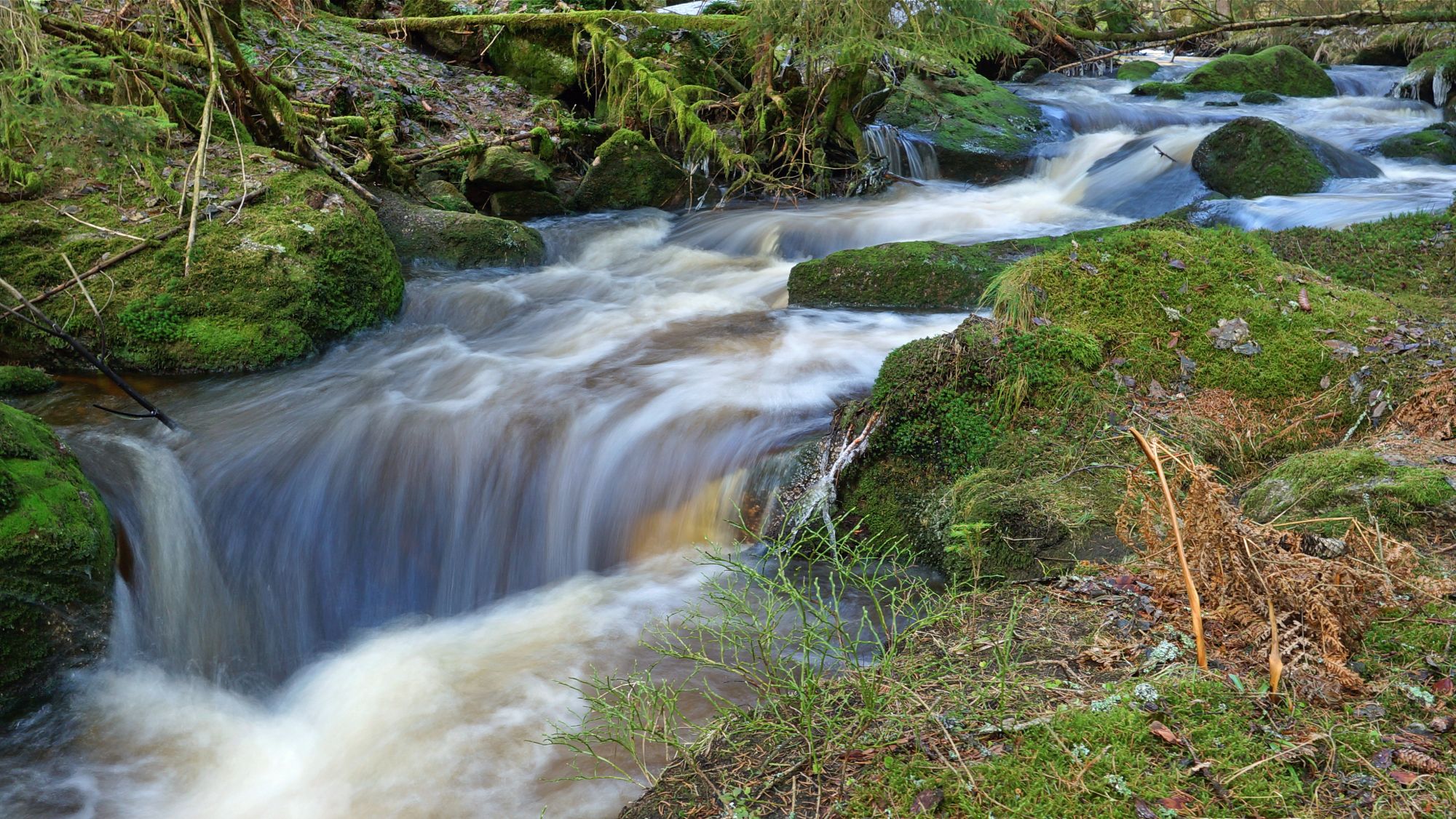 Ein lebendig fließender Bach im Wald (Foto: Wolfgang Schödel) Die Wartaweiler Gespräche decken eine Vielzahl von Gesellschafts- und Umweltthemen ab. Im Mittelpunkt 2025: Lebendige Bäche in Bayern, wie hier im Bild ein plätschernder Bach im Wald (Foto: Wolfgang Schödel)