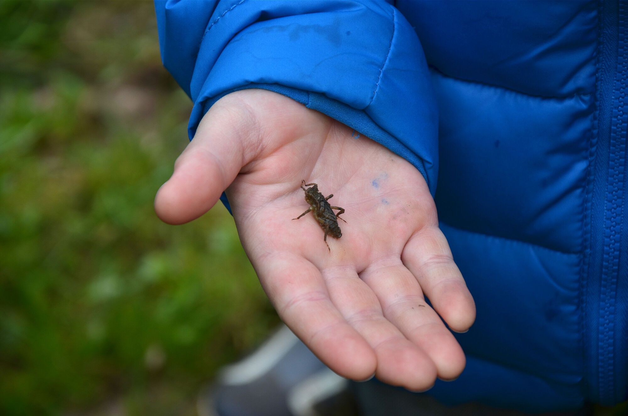 Libellenlarve in Kinderhand (Bild: Cornelia Schlosser) Libellenlarve in Kinderhand (Bild: Cornelia Schlosser)