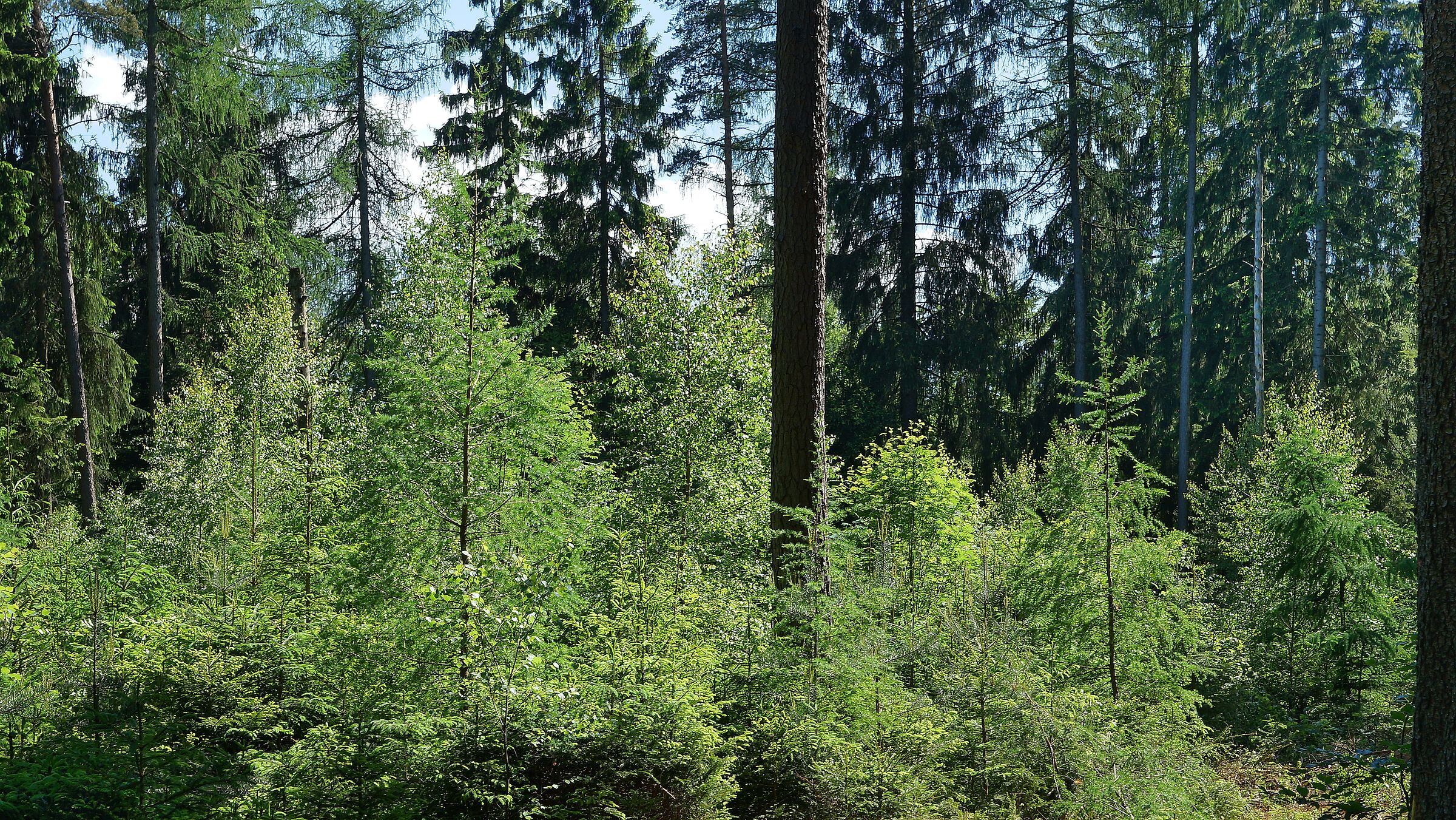 Wald mit Altbestand aus Nadelbäumen und stufiger Verjüngung mit Laubbäumen