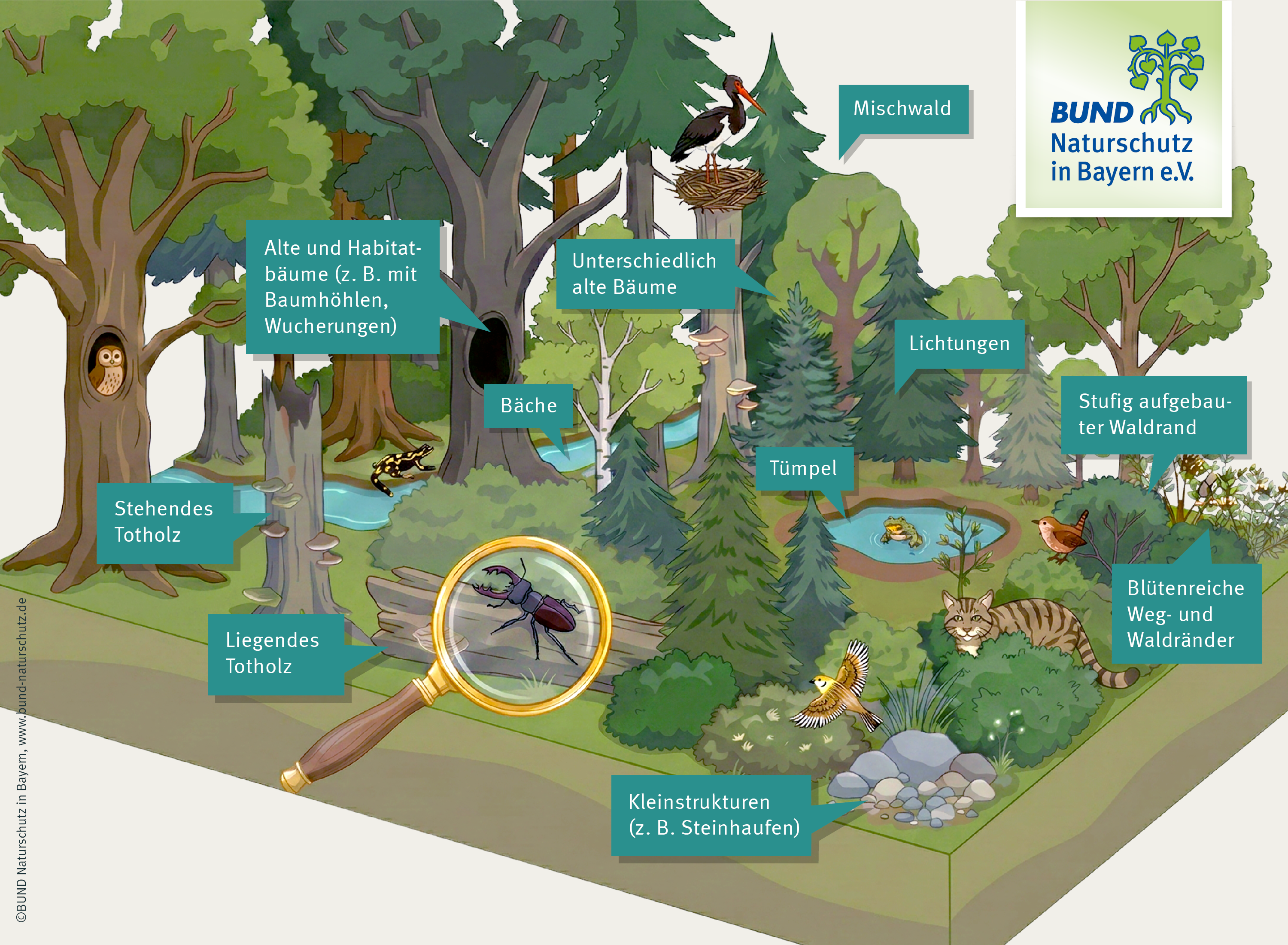 Eine Grafik zeigt einen vielfältigen Wald und benennt die Faktoren für eine hohe Artenvielfalt.
