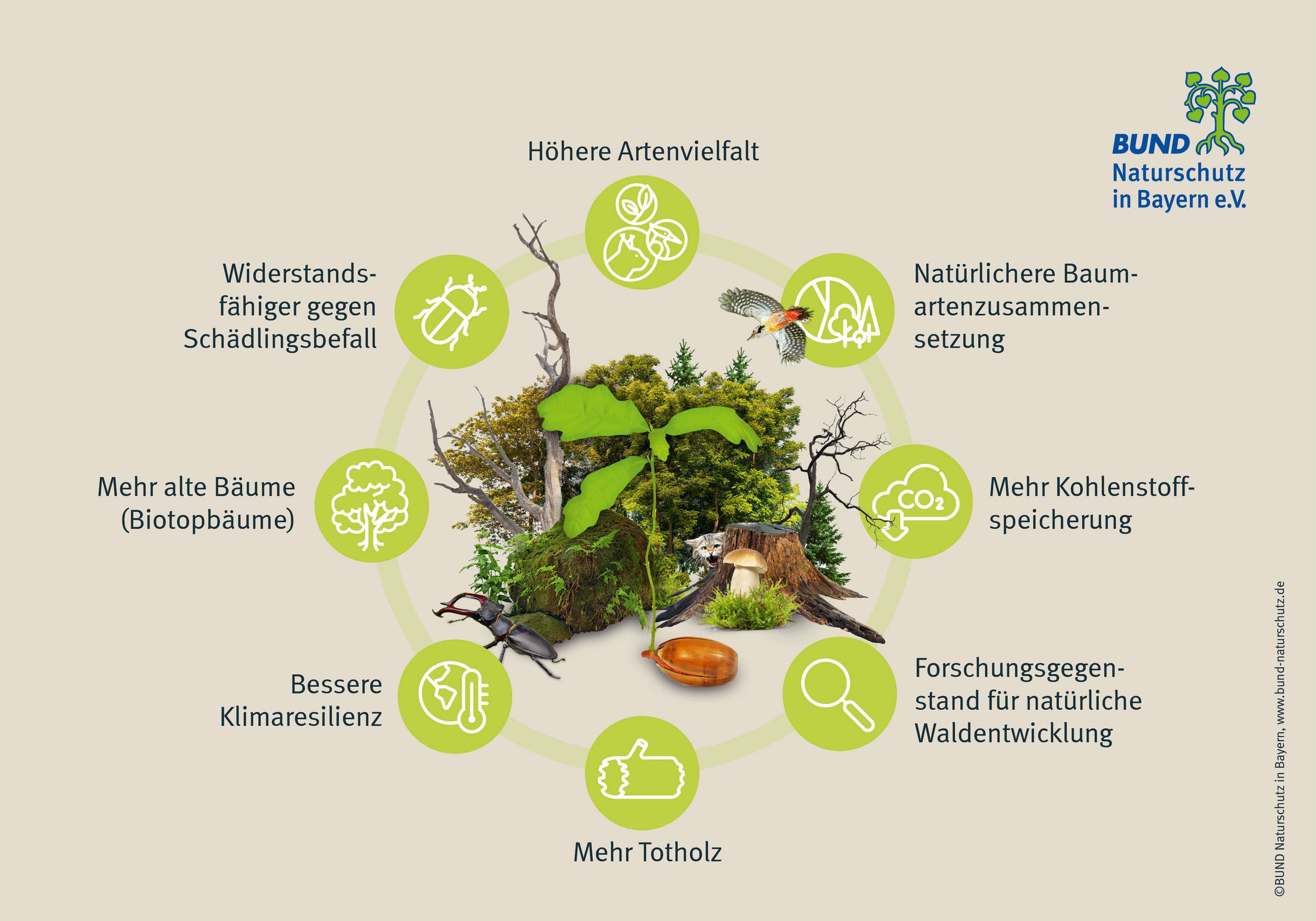Eine Grafik zeigt, welche Vorteile Naturwälder bieten.