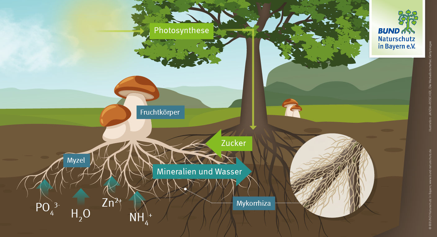 Pilze Im kosystem Wald BUND Naturschutz BN Pilze Im kosystem Wald BUND Naturschutz BN