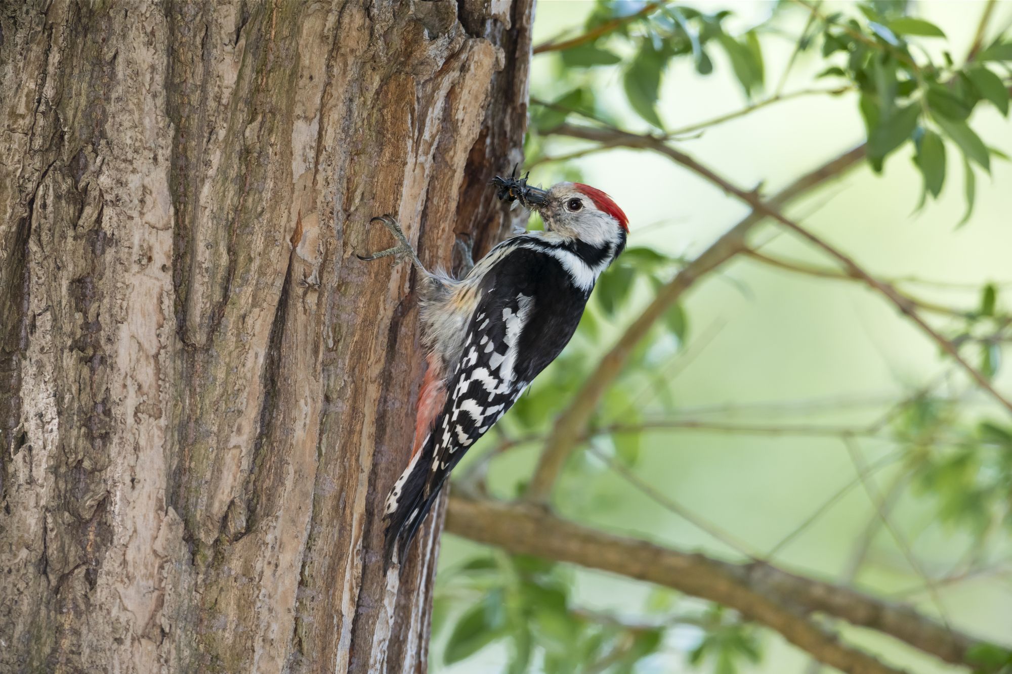 Mittelspecht (Foto: Christoph Bosch) Ein
