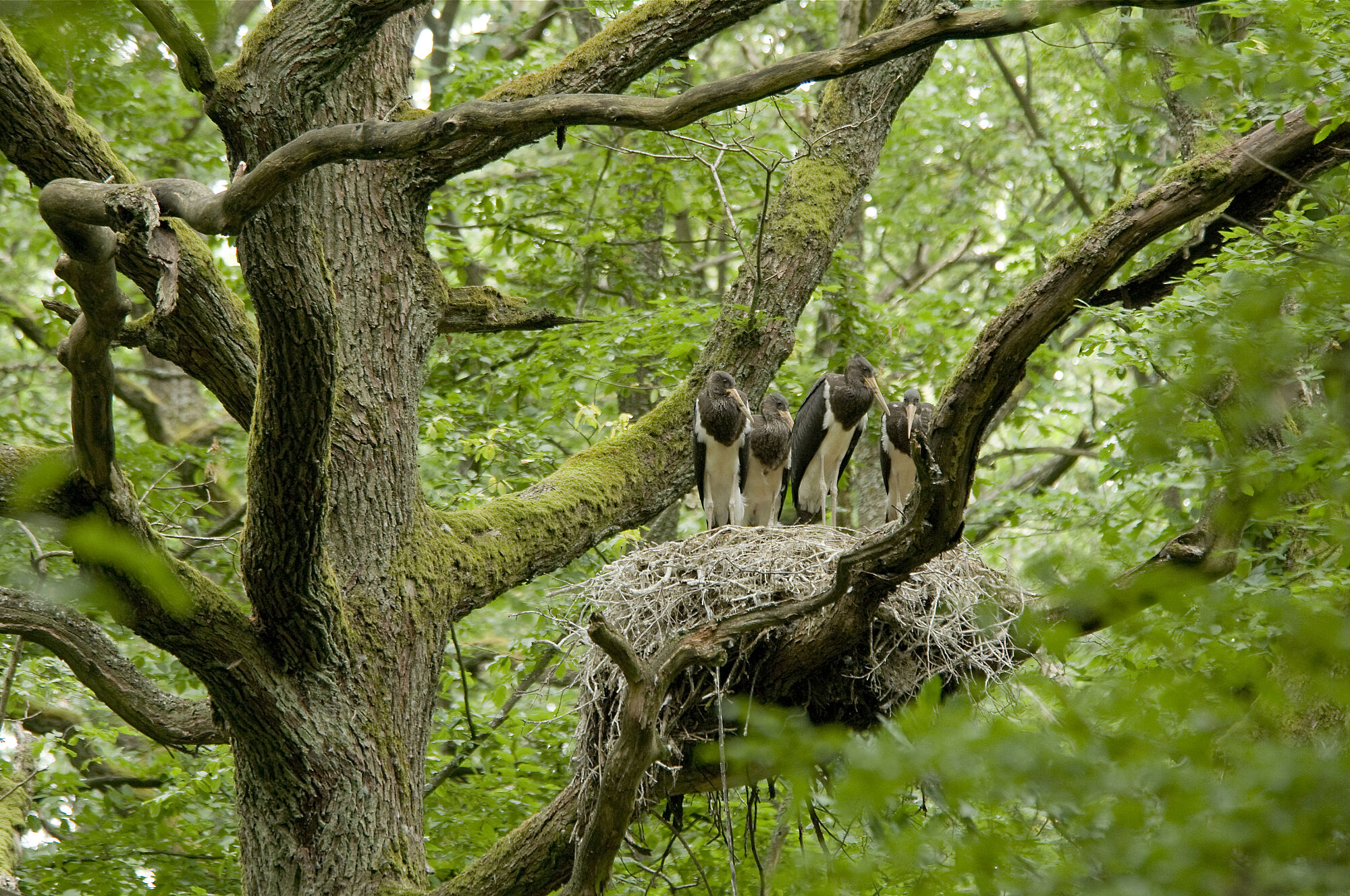 Junge Schwarzstörche (Foto: Thomas Stephan) Drei Schwarzstörche sitzen in ihrem Nest auf einem Baum. Schwarzstörche brauchen ruhige, ausgedehnte Laub- und Mischwälder. (Foto: Thomas Stephan)