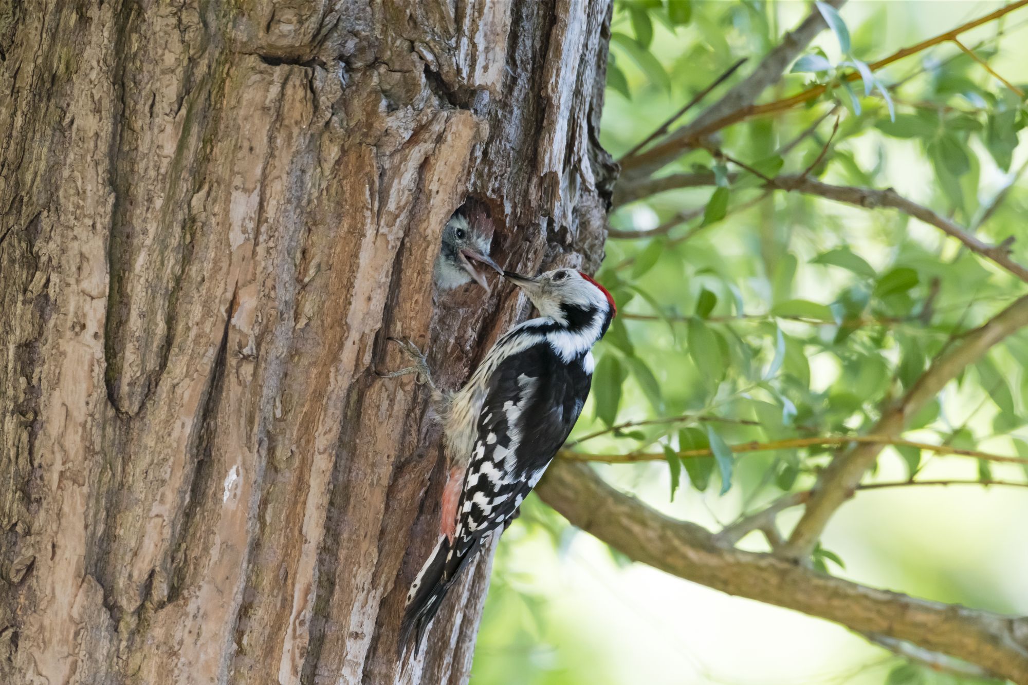 Ein schwarz-weiß-roter Specht füttert an einem Baumloch ein Junges. Stehendes Totholz spielt für Höhlenbrüter wie den Specht eine große Rolle. (Foto: Christoph Bosch)