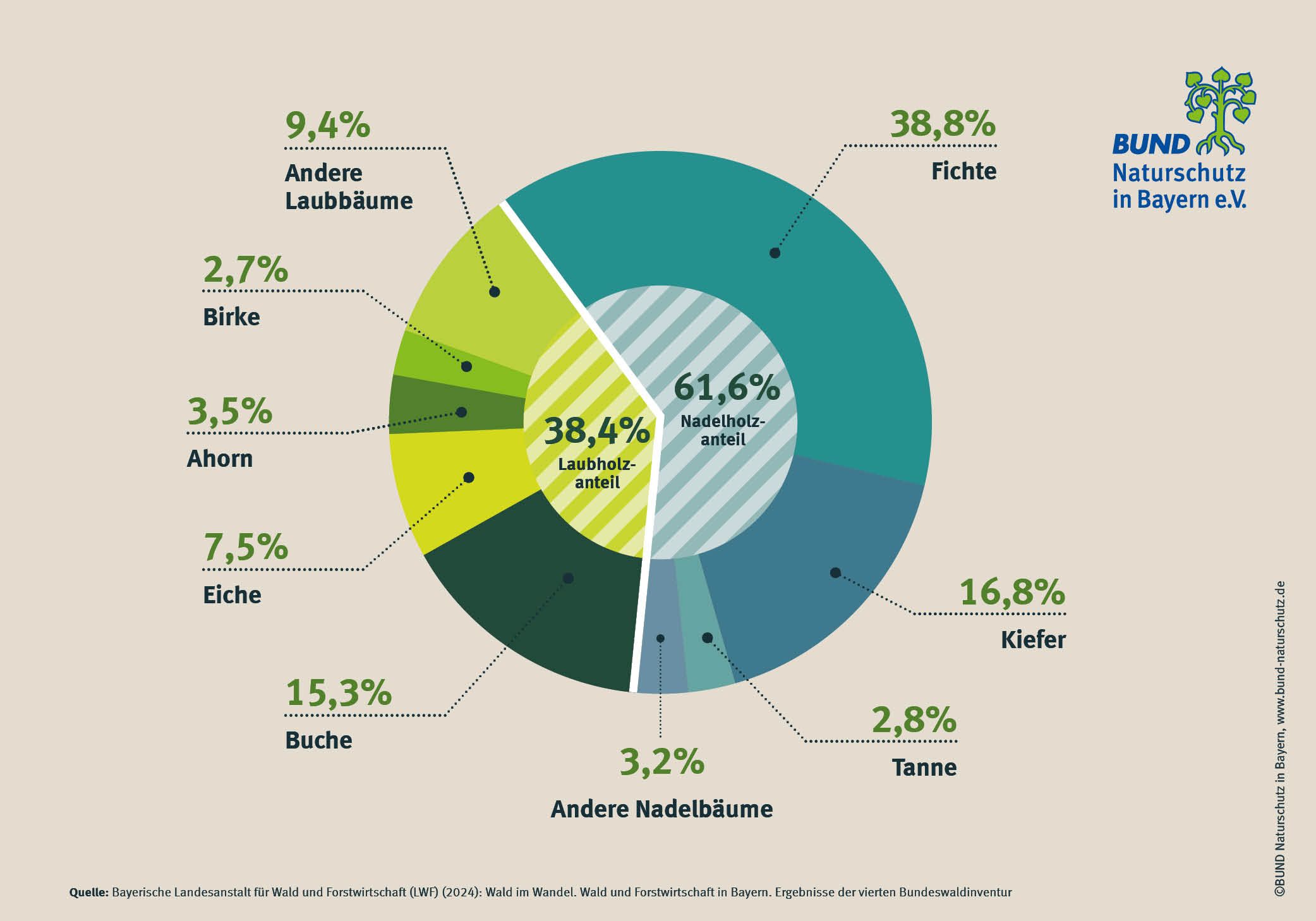 In bayerischen Wäldern dominiert die Fichte, gefolgt von Kiefer und Buche. Ein Tortendiagramm zeigt, welche Baumarten welchen Anteil am bayerischen Wald haben.