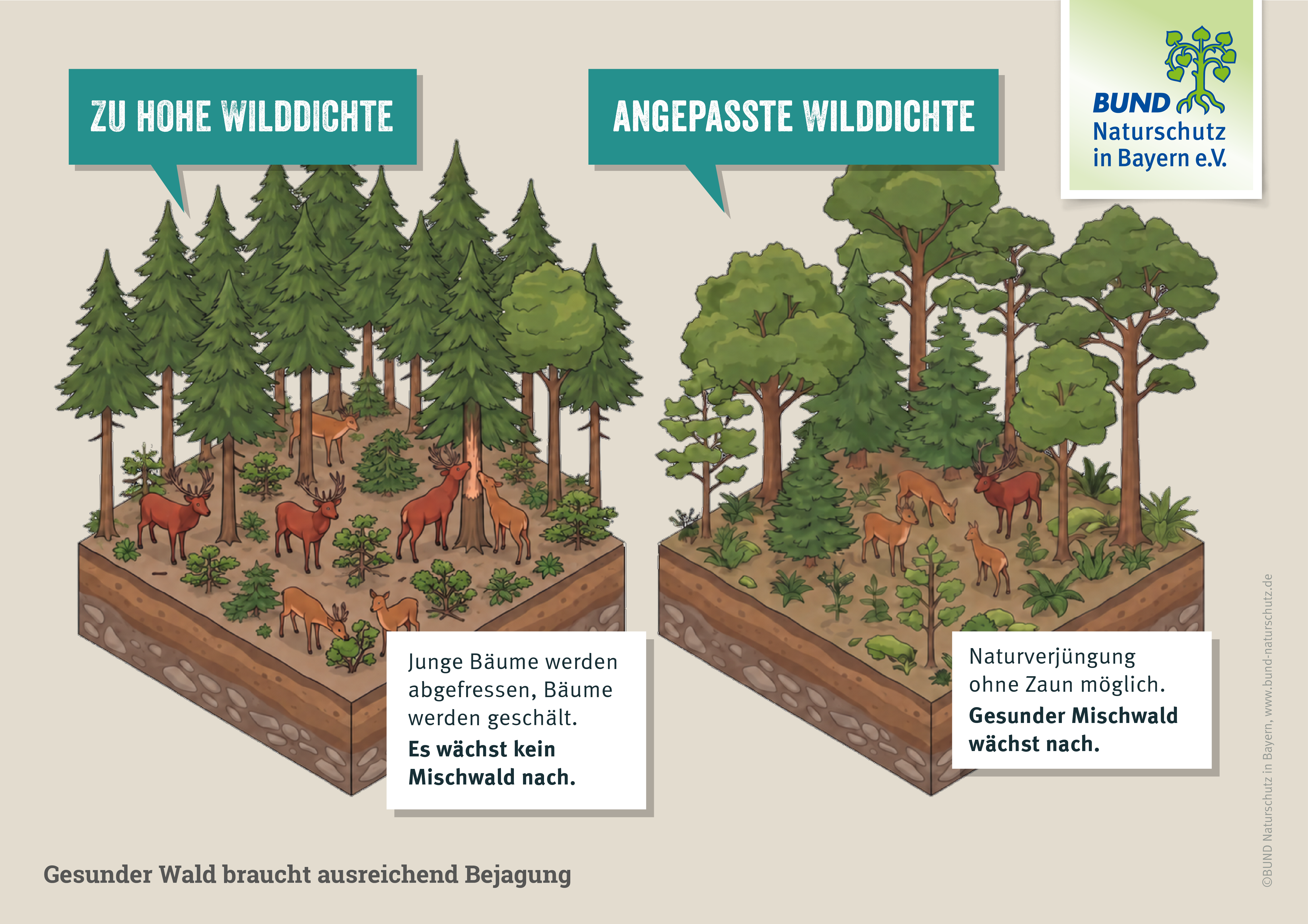 Jagd und Wald: Eine Grafik zeigt zwei Waldstücke. In einem sind viele Rehe und Hirschen zu sehen und die kleinen Bäume sind angefressen. Im anderen gibt es weniger Hirsche und Rehe und es wächst ein gesunder Mischwald nach. 