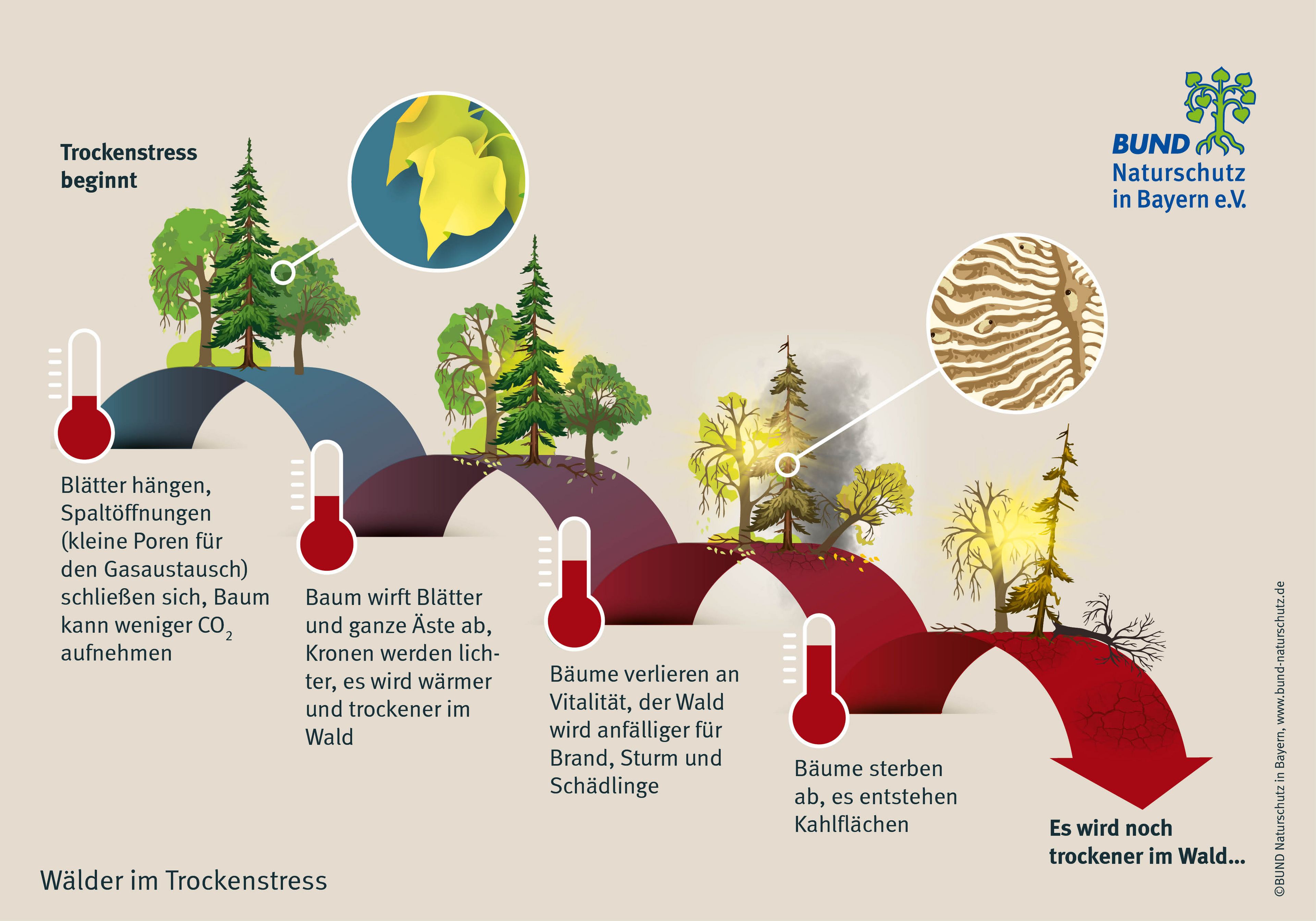 Die Grafik zeigt, wie andauernde Trockenheit dem Wald mehr und mehr schadet. Der Wald verliert seine Vitaltiät und auch seine Fähigkeit, Kohlendioxid zu speichern.
