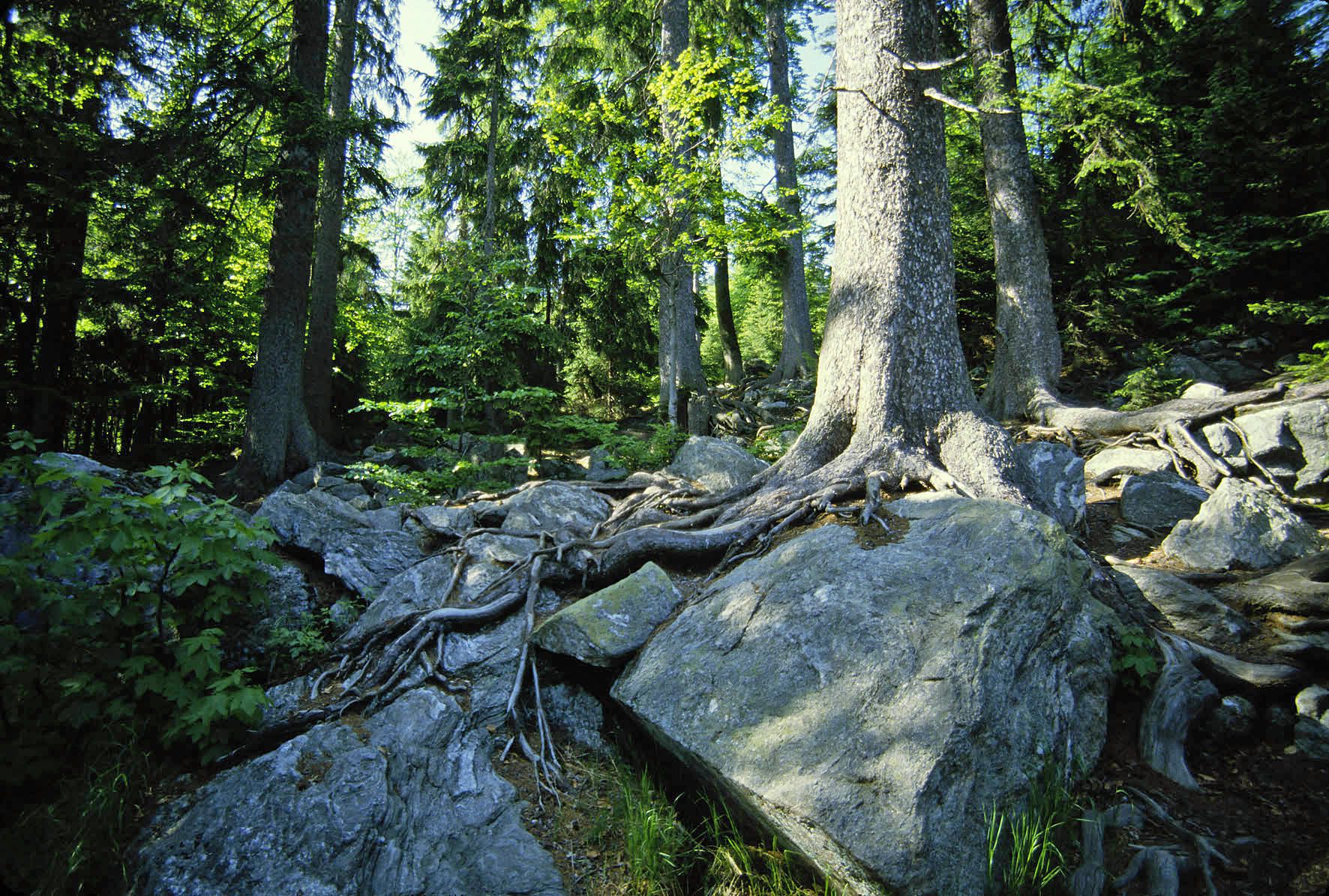 Nationalpark Bayerischer Wald gerettete Landschaft BUND Naturschutz