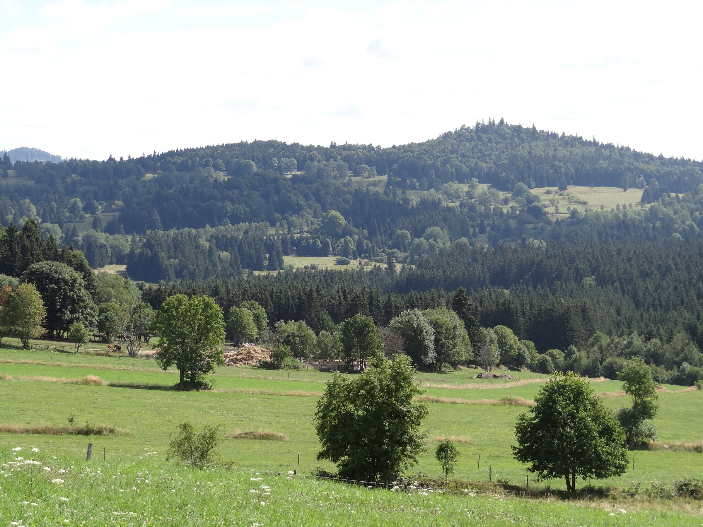 Natura 2000-Gebiet Bischofsreuter Waldhufen bei Haidmühle am Grünen Band Bayern-Tschechien