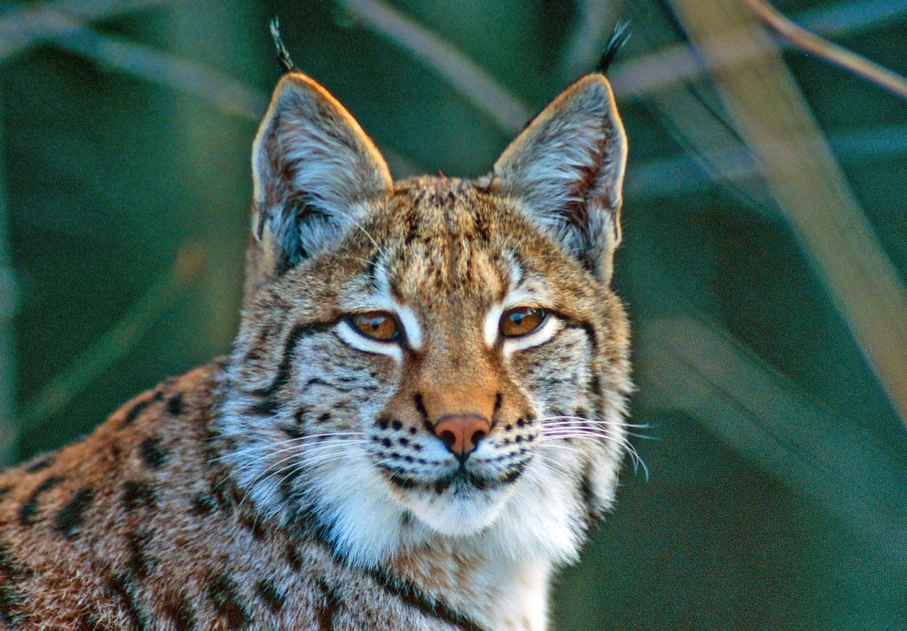 DER LUCHS SOLL WIEDERKOMMEN BUND Naturschutz in Bayern e.V.