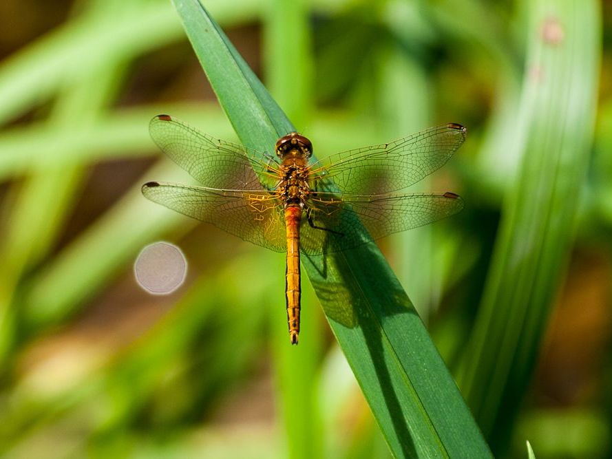 Männliche Gefleckte Heidelibelle (Sympetrum flaveolum)