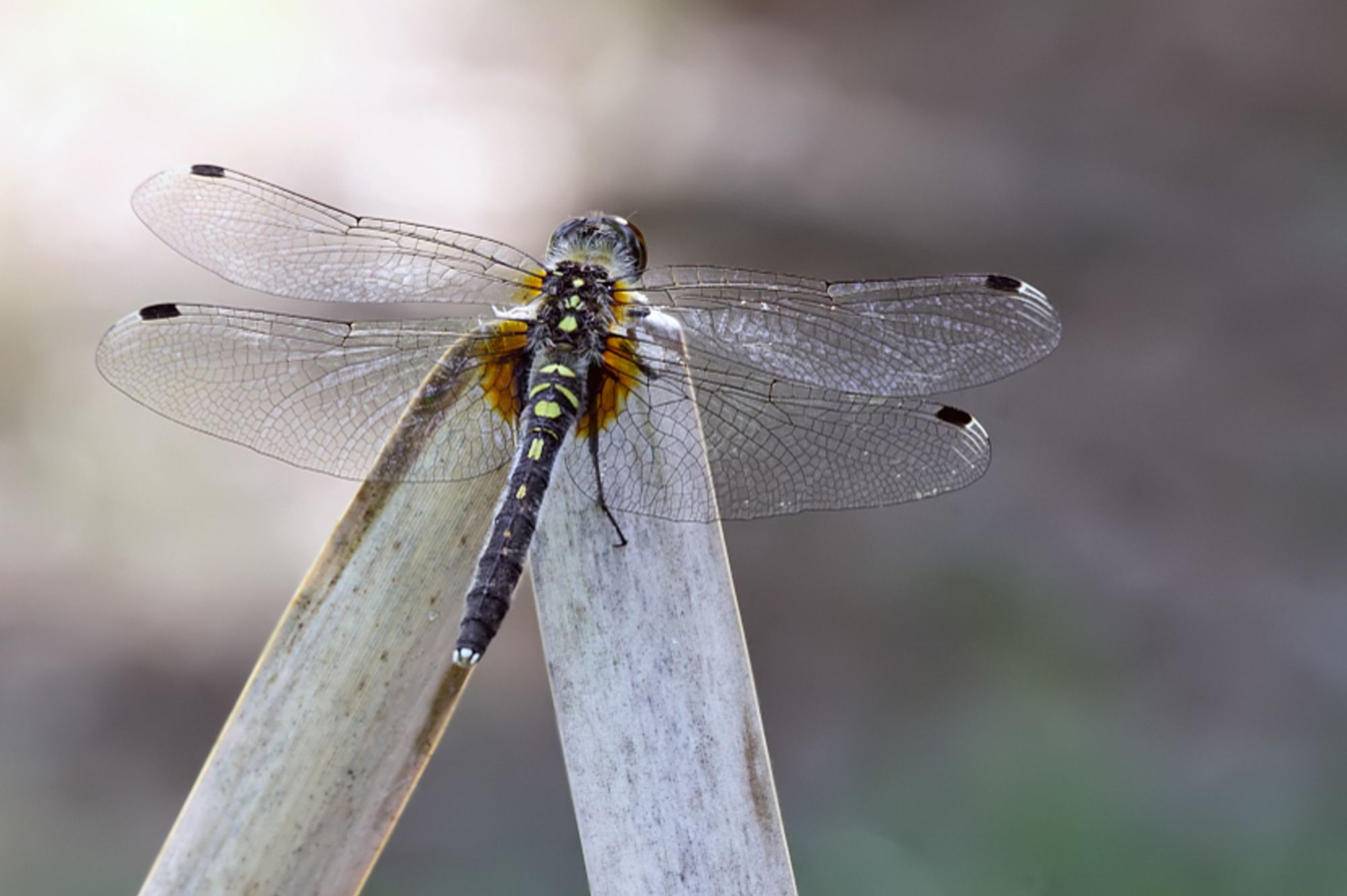 Eine weibliche Östliche Moosjungfer (Leucorrhinia albifrons)