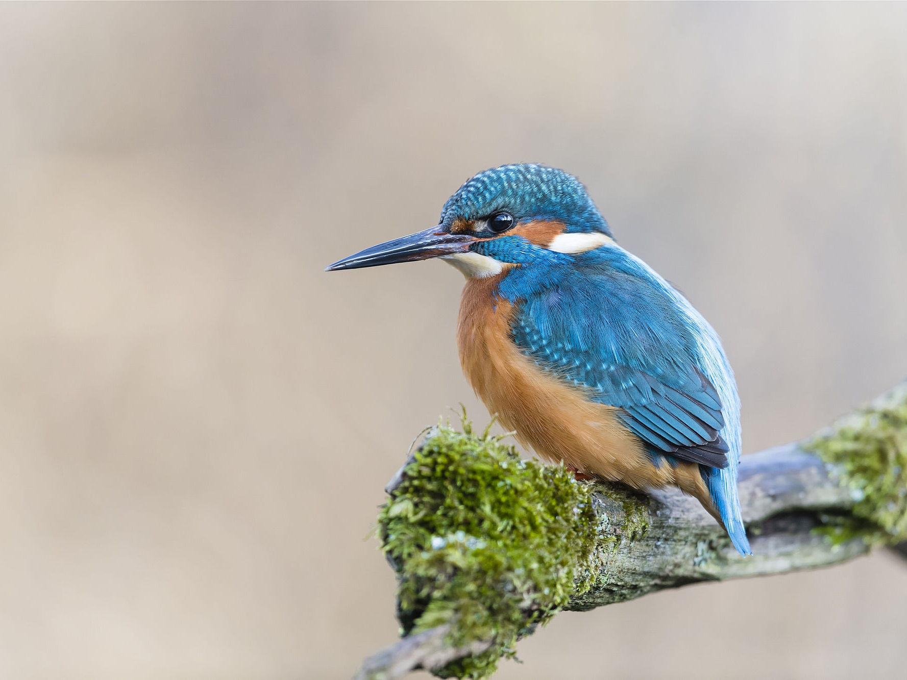 Eisvogel (Foto: Christoph Bosch) Eisvogel auf einem Ast.