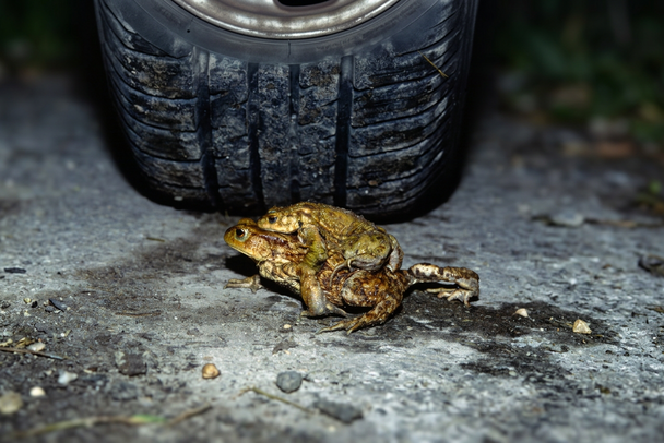 Zwei Erdkröten überqueren eine Straße, aus dem Hintergrund droht sie ein Autoreifen zu überfahren. (Foto: Wolfgang Willner) Zwei Erdkröten überqueren eine Straße, aus dem Hintergrund droht sie ein Autoreifen zu überfahren. (Foto: Wolfgang Willner)