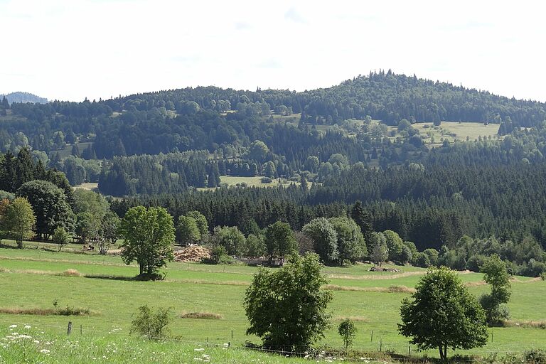 Die Bioschofsreuter Waldhufen in Modellgemeinde Haidmühle am Grünen Band Bayern-Tschechien. Eine grüne hügelige Landschaft mit Wiesen, Bäumen und Wäldern.