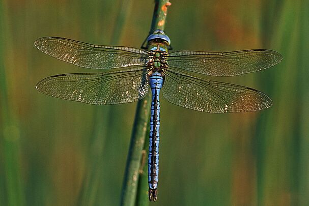 Eine männliche Große Königslibelle (Anax imperator)