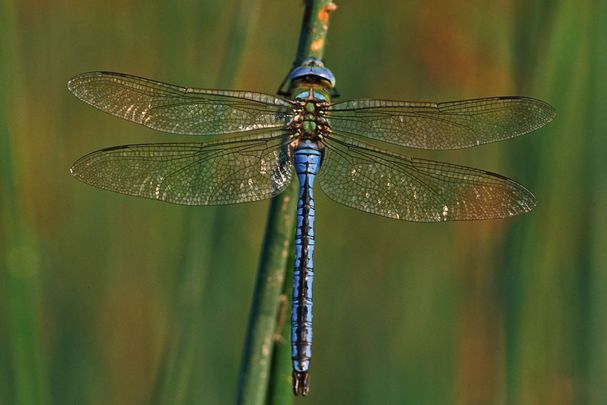 Männchen der Großen Königslibelle (Foto: Wolfgang Willner) Eine männliche Große Königslibelle (Anax imperator)