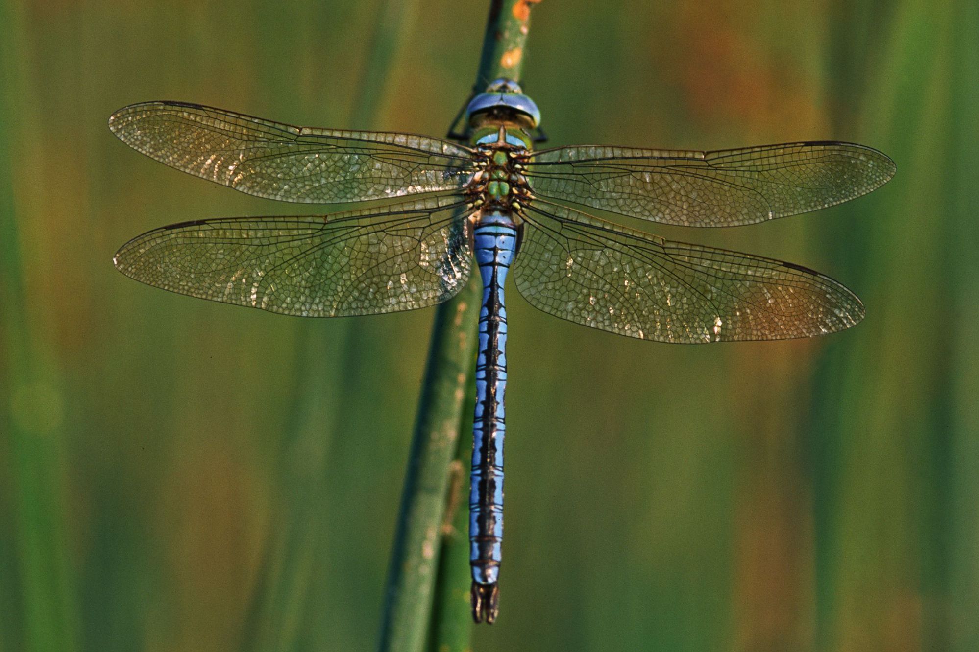 Eine männliche Große Königslibelle (Anax imperator)