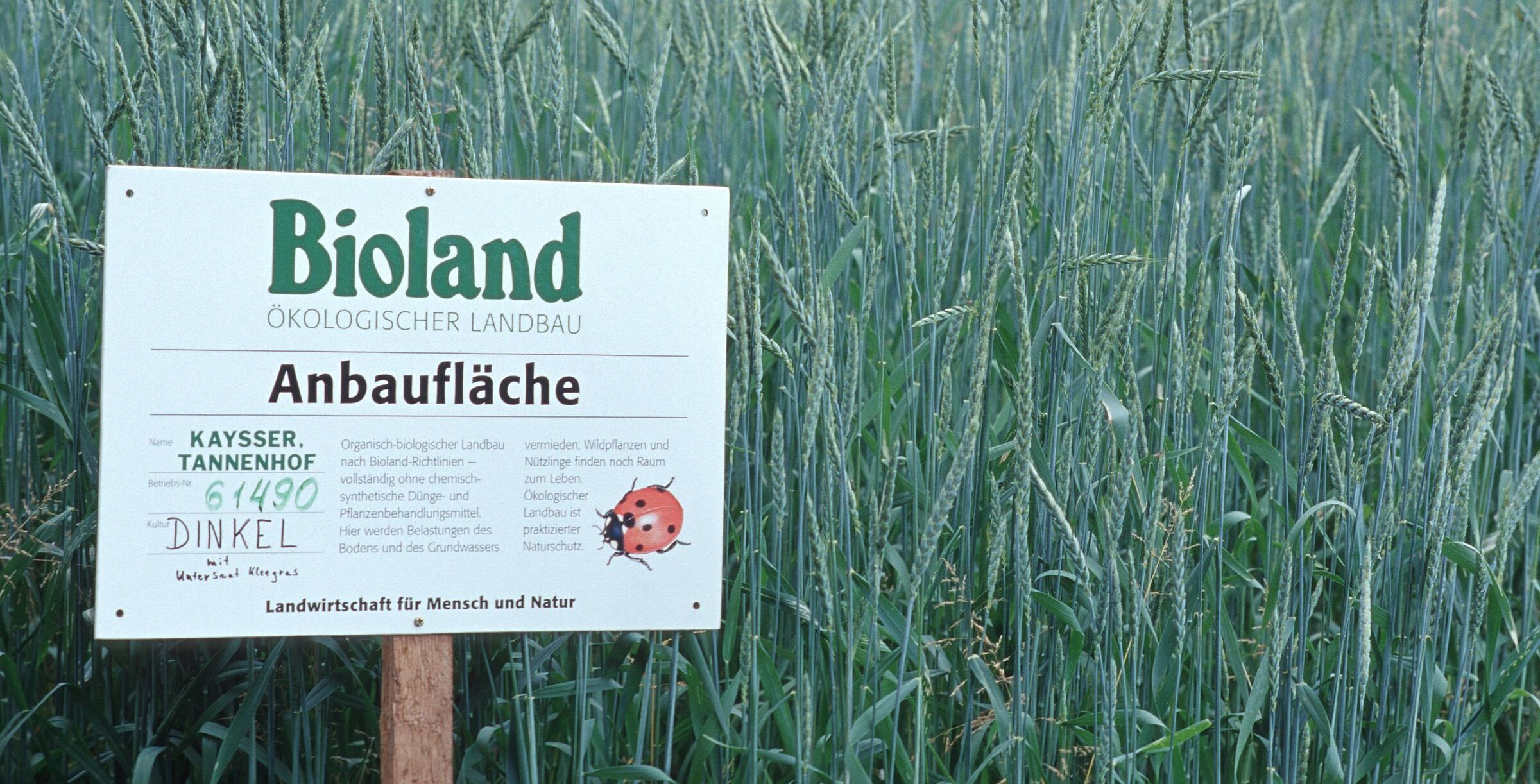 Ökologische Landwirtschaft: Bioland-Schild in einem Dinkelfeld