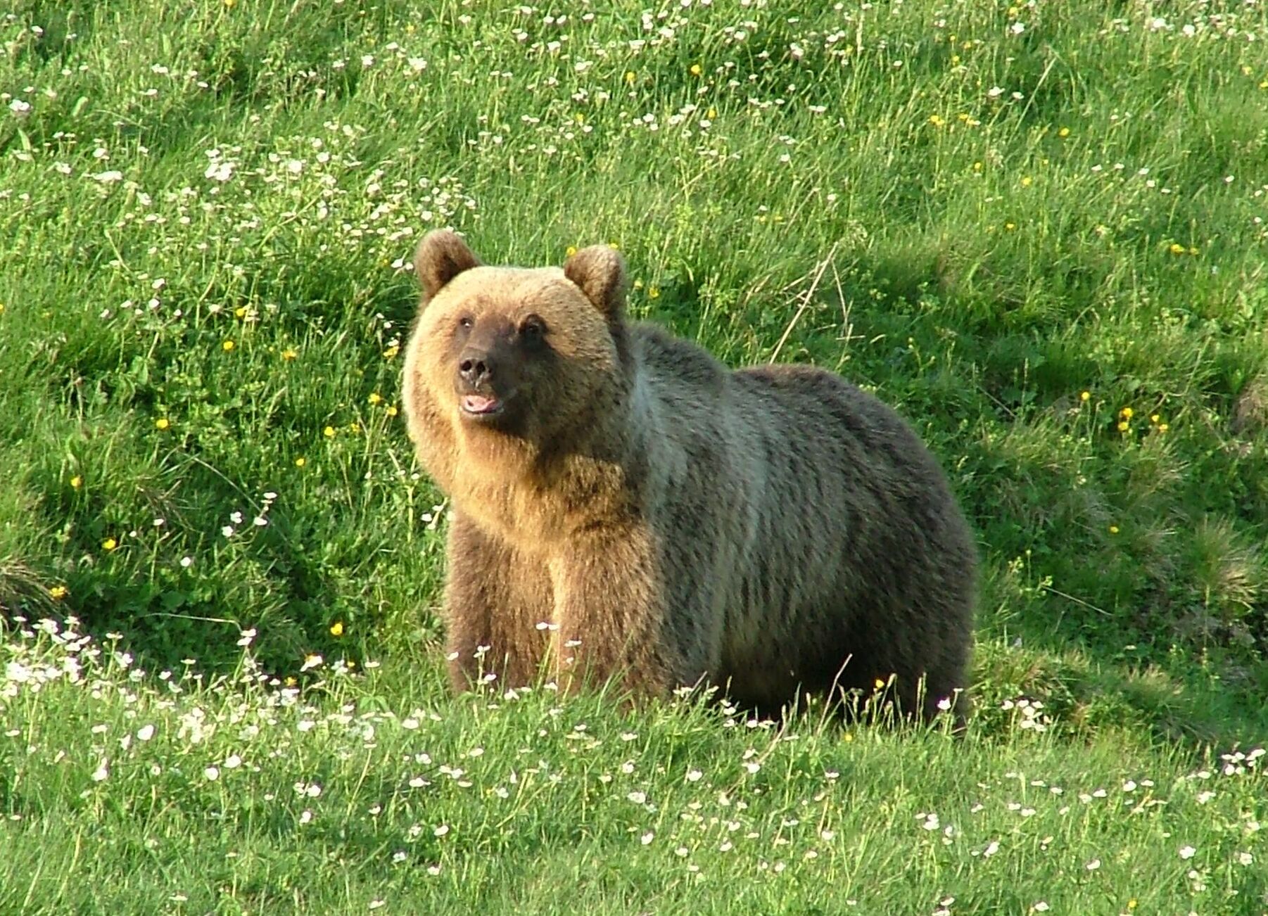 Braunbär Bruno auf einer Wiese in Österreich