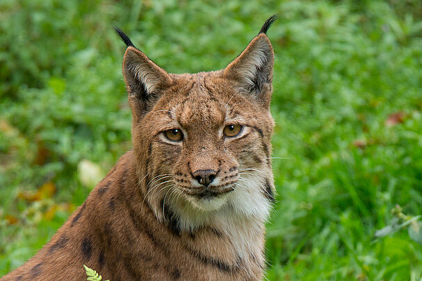 Tiere in Bayern: Luchs sitzt in der Sonne