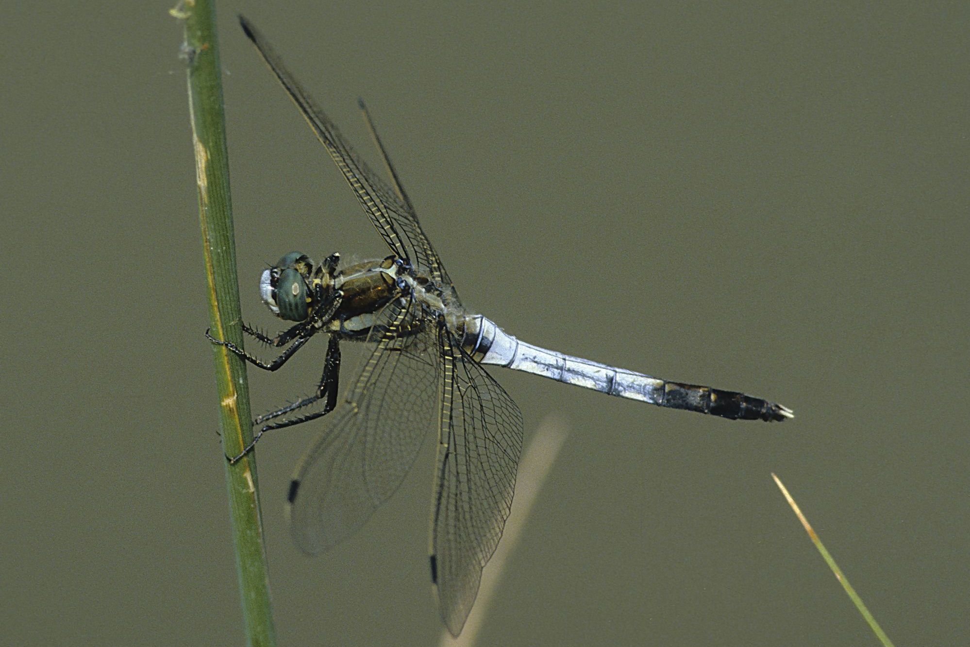 Männchen des Östlichen Blaupfeils (Foto: Heiko Bellmann)