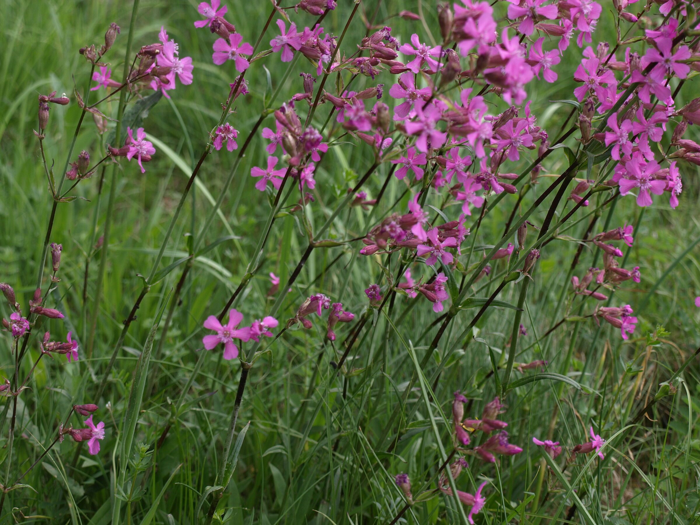 Pechnelken auf der Streuobstwiese (Foto: Harald Hilbig) Kräftig violette Blumen auf einer Wiese
