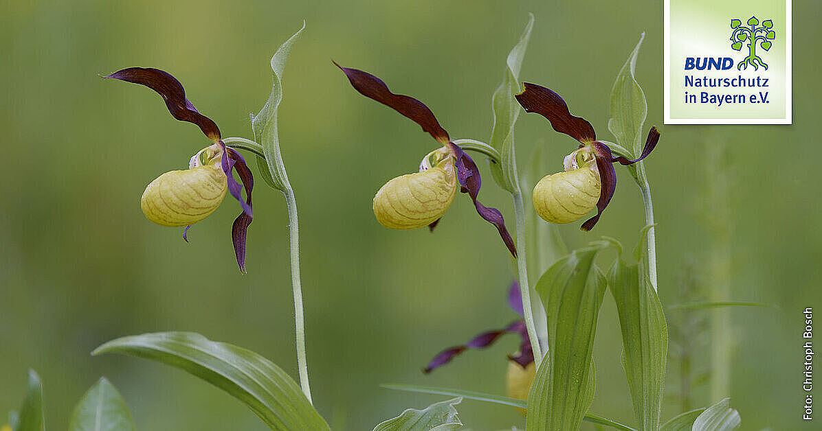Gelber Frauenschuh Orchidee | BUND Naturschutz