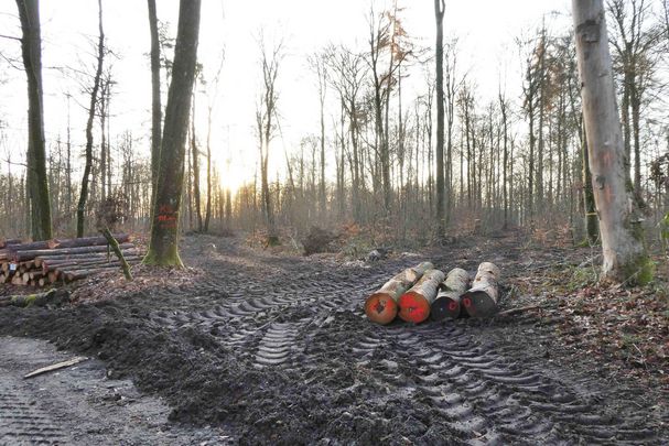 Gefällt Buchen im Steigerwald (Foto: Ralf Straußberger)