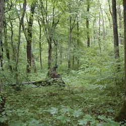 Naturschutzgebiet Seeholz am Ammersee; Foto: Axel Doering