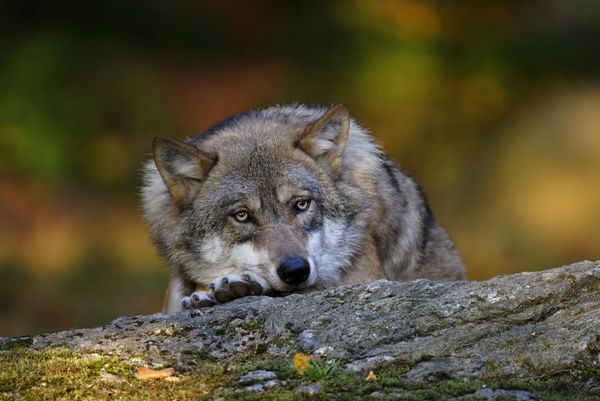 Wolf, Canis lupus, gray wolf