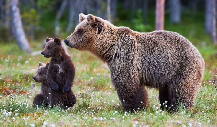 Bärin mit Jungtieren (Foto: lucaar - stock.adobe.com) Bärin mit zwei Jungen im Profil
