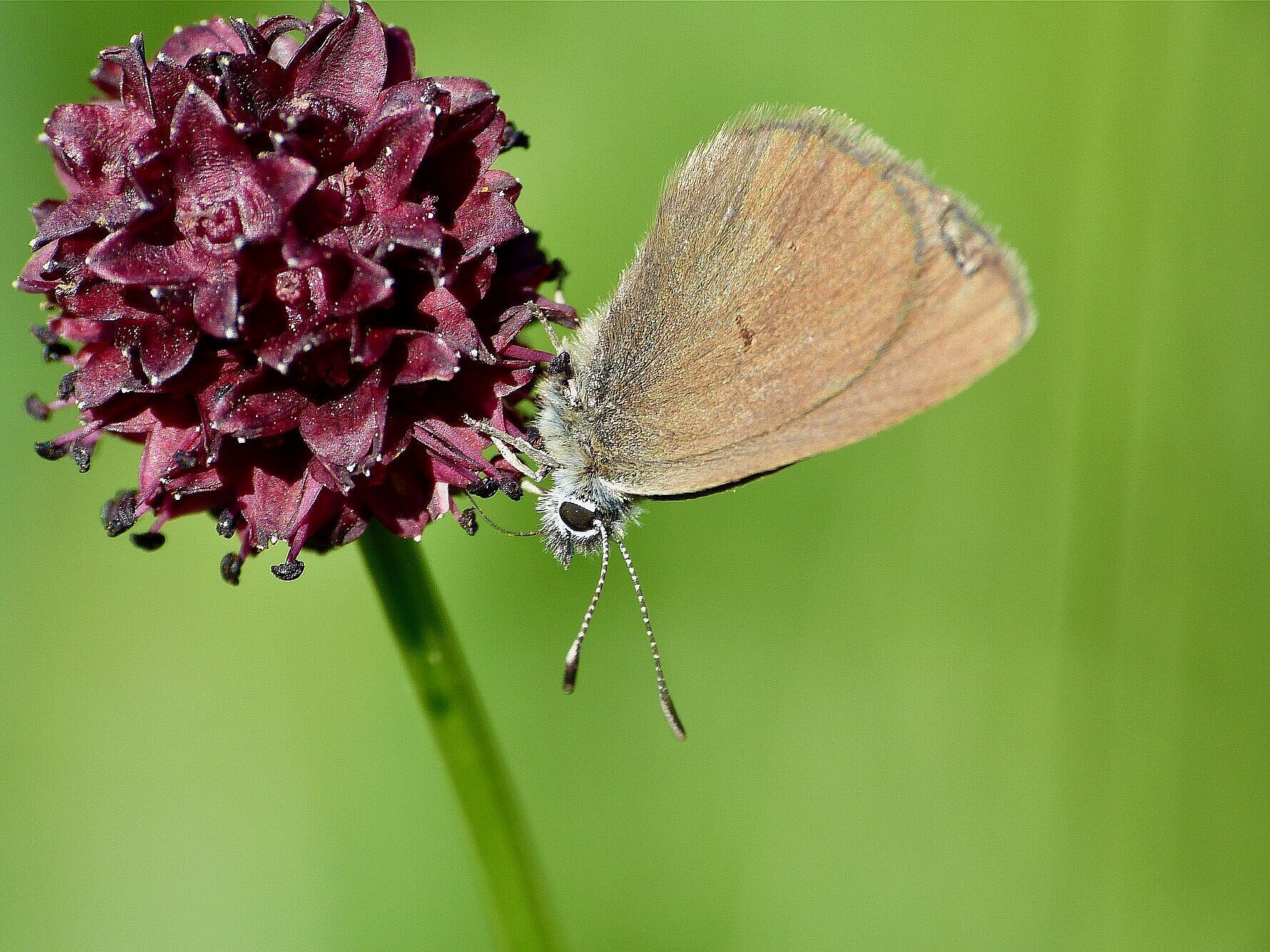 Dunkler Wiesenknopf-Ameisenbläuling auf Blüte