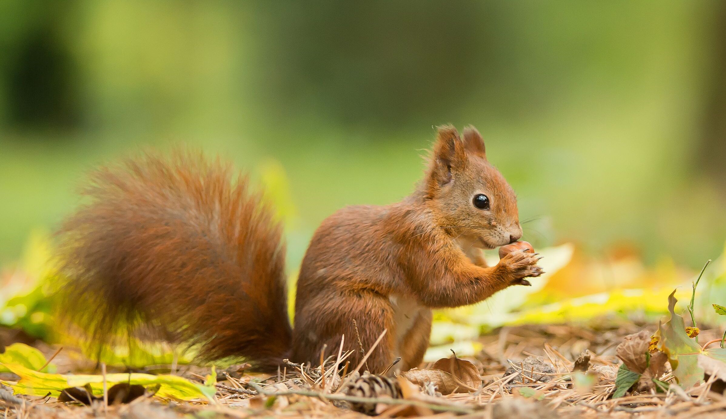 Ein junges rotes Eichhörnchen frisst eine Haselnuss im Sommer