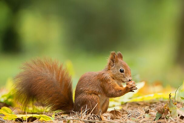 Ein junges rotes Eichhörnchen frisst eine Haselnuss. (Foto: mzphoto11/stock.adobe.com) 