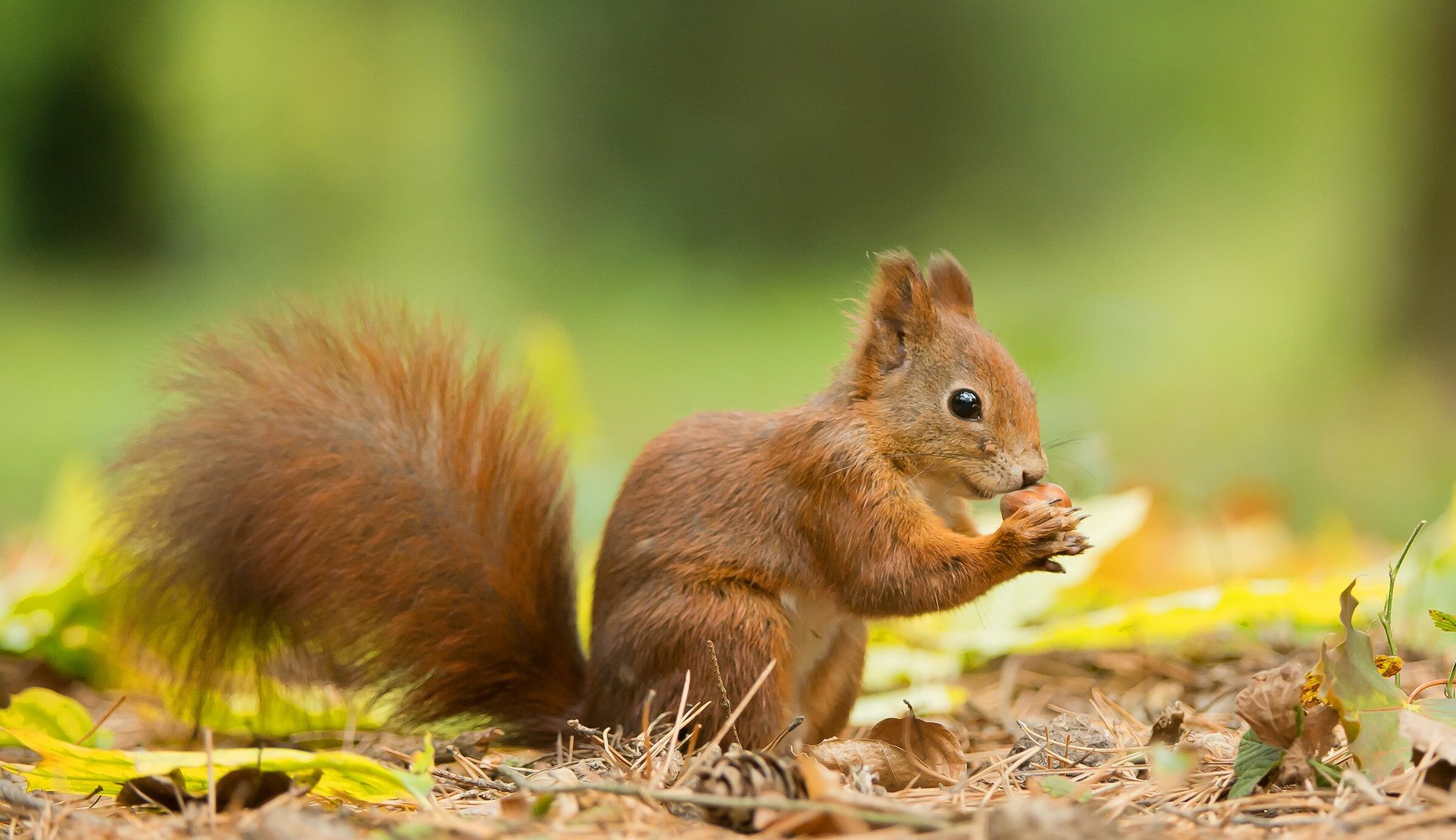 Eichh rnchen In Bayern BUND Naturschutz