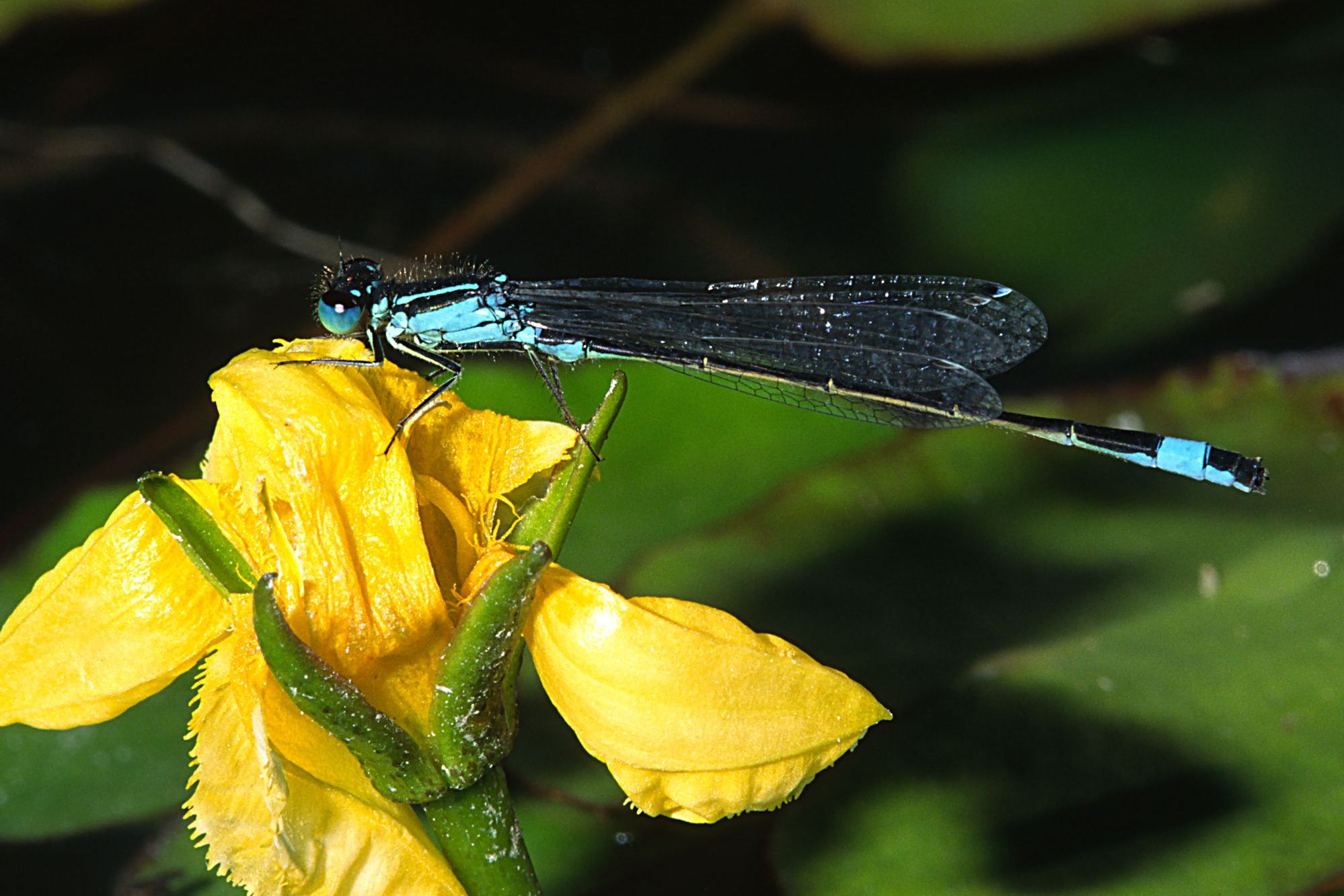 Eine männliche Große Pechlibelle (Ischnura elegans)