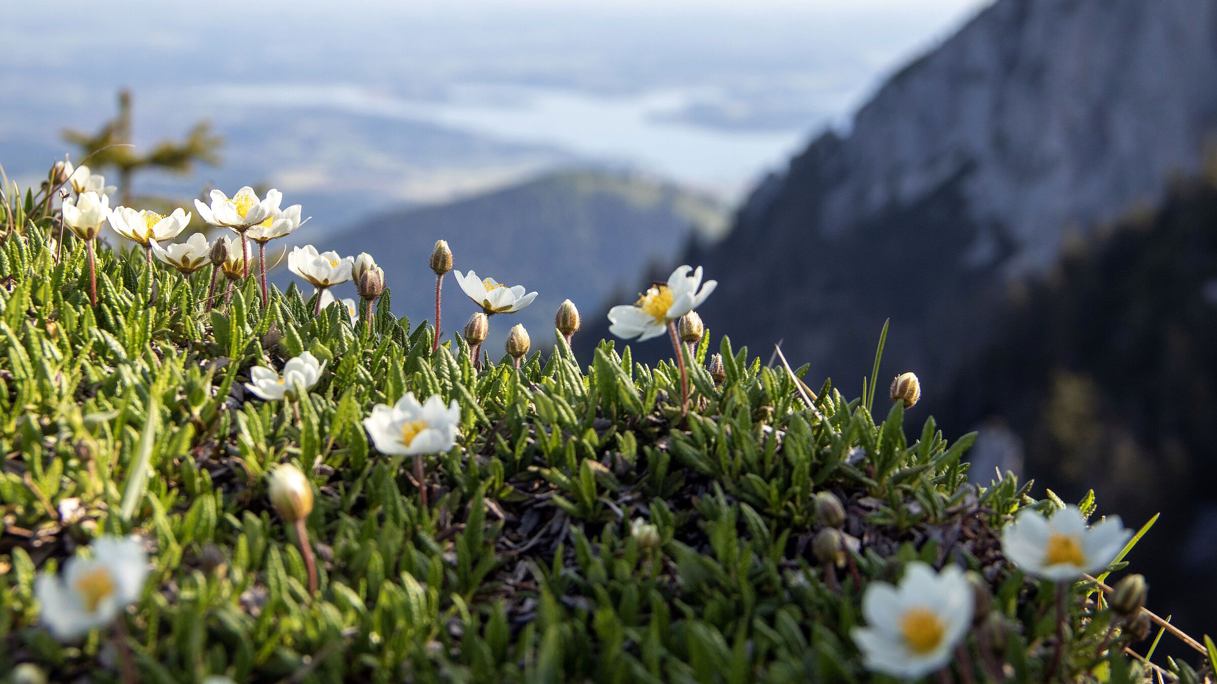 Die Blütenvielfalt von Alpenpflanzen im Vordergrund – hier die Weiße Silberwurz –, im Hintergrund das Chiemgau in blauem Dunst (Foto: Sonja Kreil)