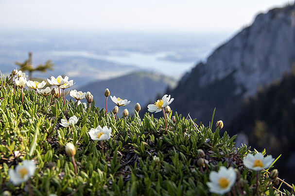 Die Blütenvielfalt von Alpenpflanzen im Vordergrund, im Hintergrund Allgäuer Berge in blauem Dunst (Foto: megakunstfoto/AdobeStock)