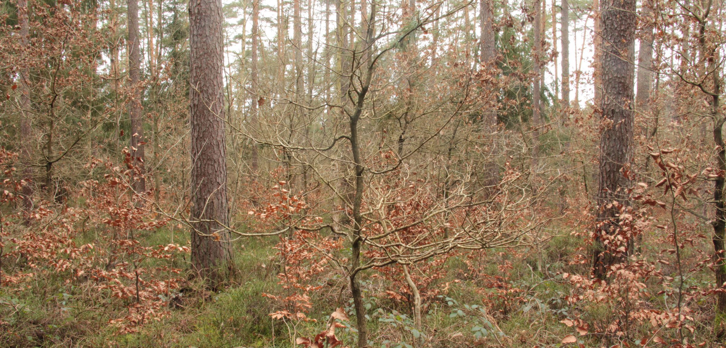 Die Eiche kann sich hier zwischen den gepflanzten Buchen natürlich verjüngen. (Foto: Ralf Straußberger) Junge Buchen und Eichen in einem älteren Wald