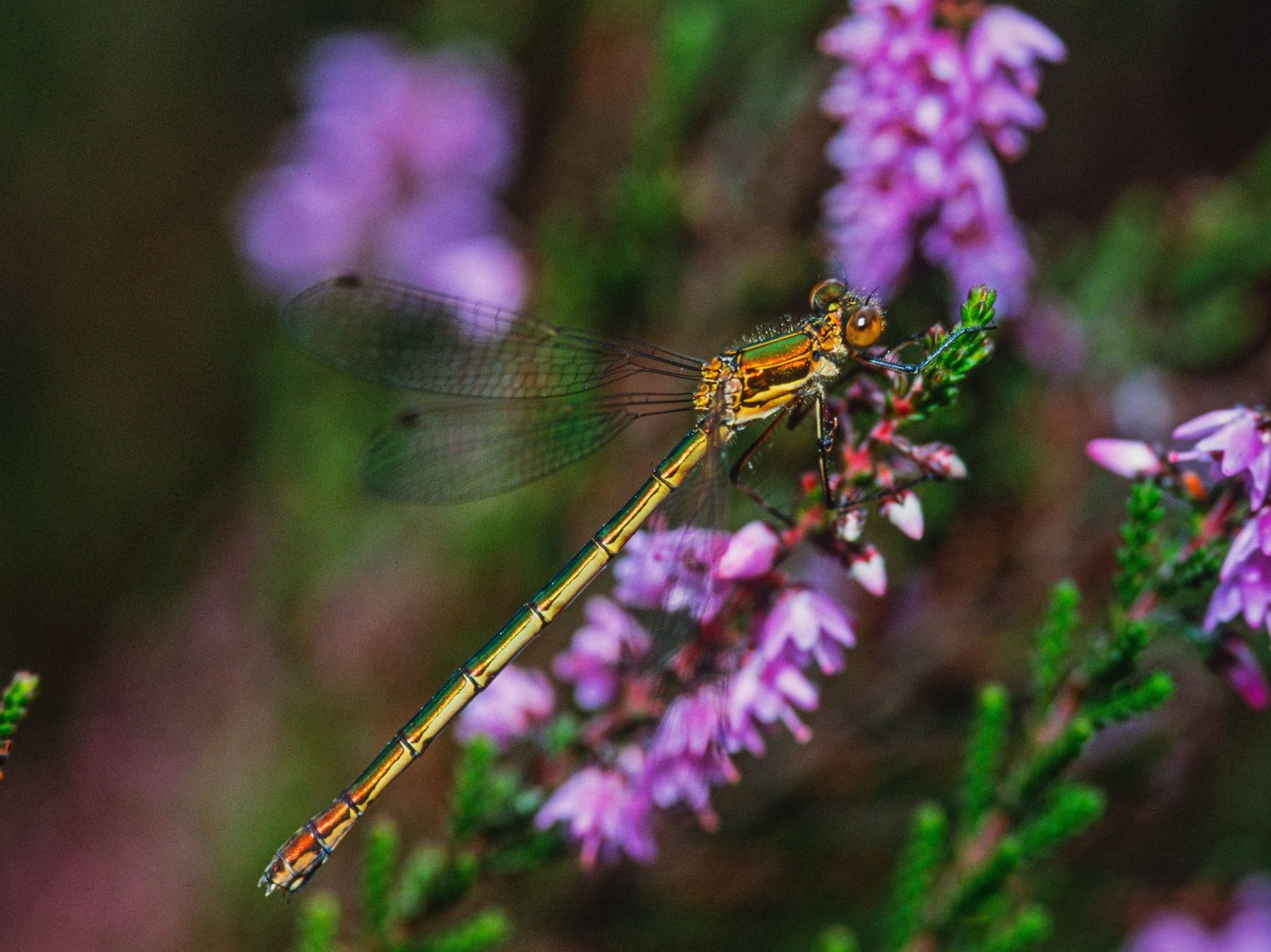 Eine weibliche Gemeine Binsenjungfer (Lestes sponsa)