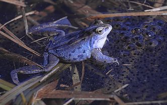 Moorfroschmännchen mit Laich in der Paarungszeit (Foto: Wolfgang Willner) Ein blau gefärbtes Moorfroschmännchen