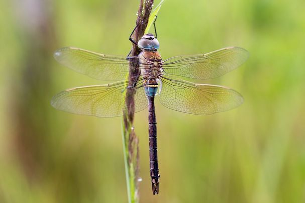 Männchen der Kleinen Königslibelle (Foto: Falko Heidecke) Eine männliche Kleine Königslibelle (Anax parthenope)