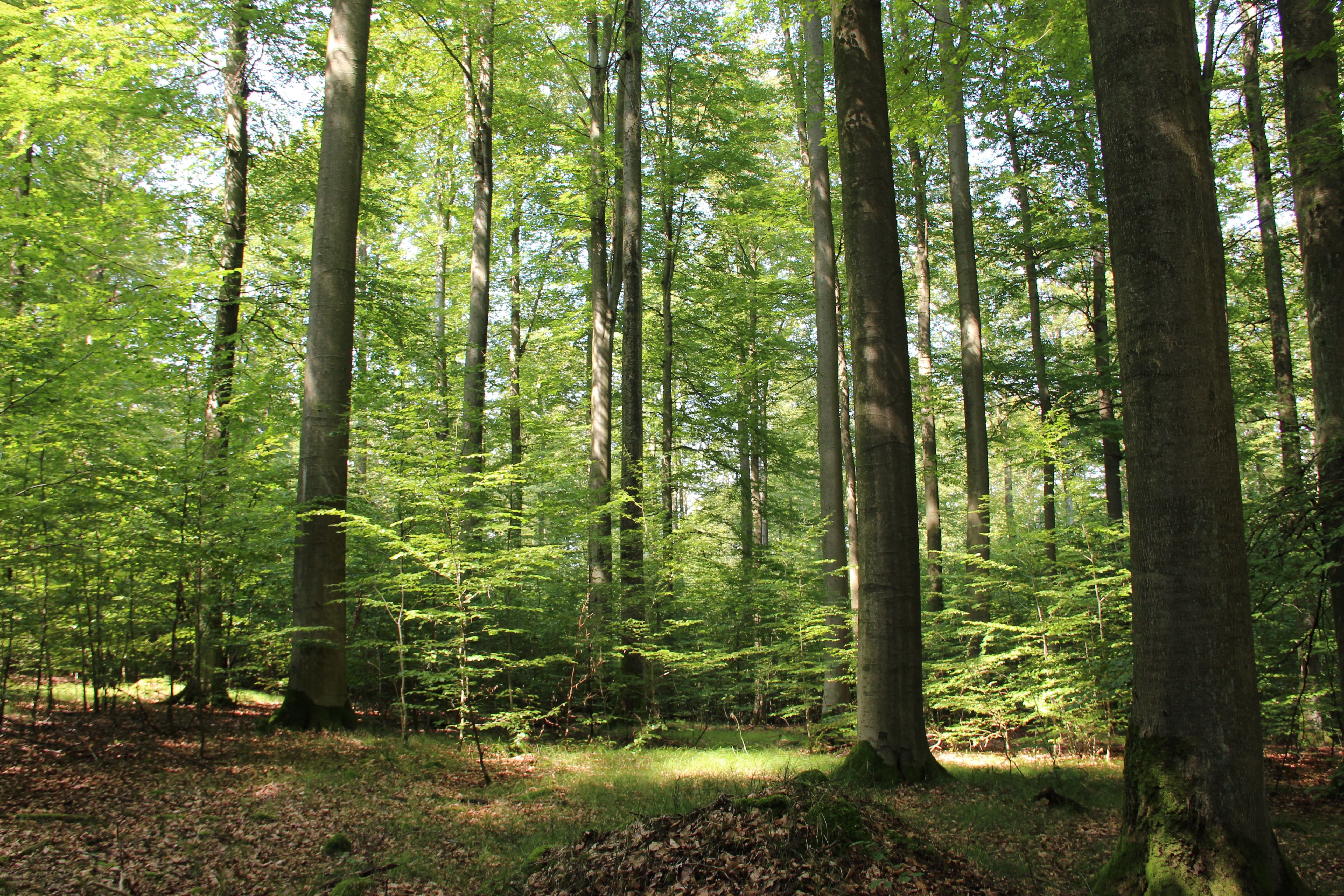 Im Hohen Buchenen Wald