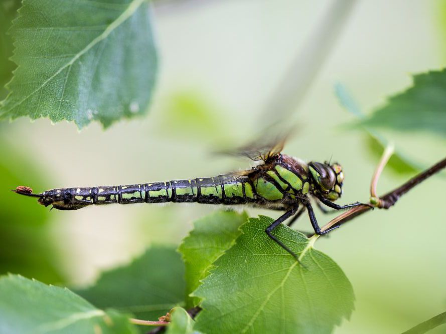 Weibchen des Frühen Schilfjägers (Brachytron pratense) (Bild: Falko Heidecke) Weibchen des Frühen Schilfjägers (Brachytron pratense) (Bild: Falko Heidecke)