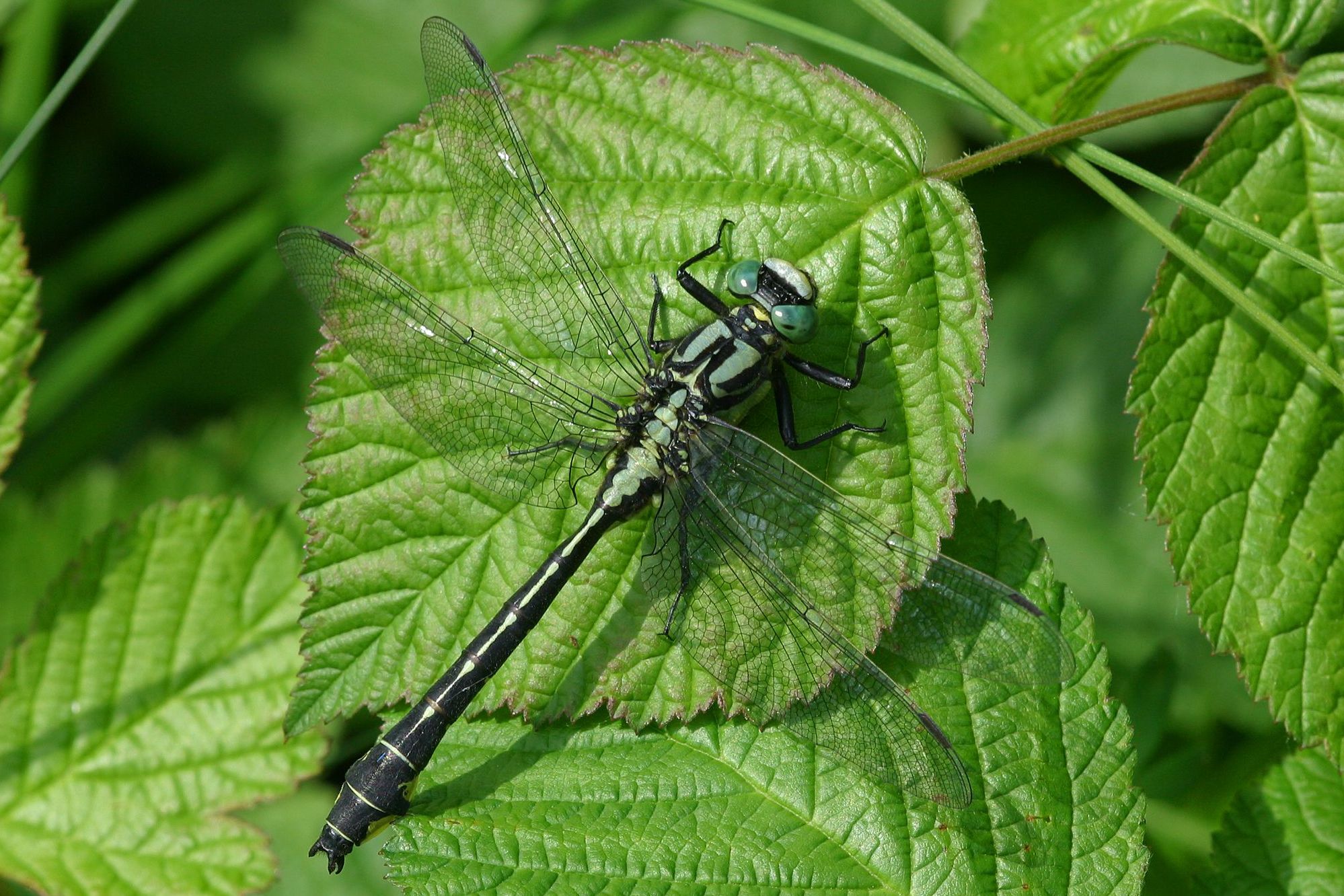 Eine männliche Gemeine Keiljungfer (Gomphus vulgatissimus)