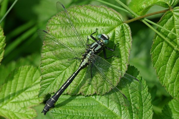 Gemeine Keiljungfer (Gomphus vulgatissimus)